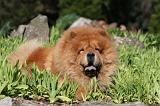 CHOW CHOW 643